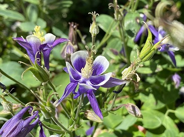 西洋オダマキ　４４０円　