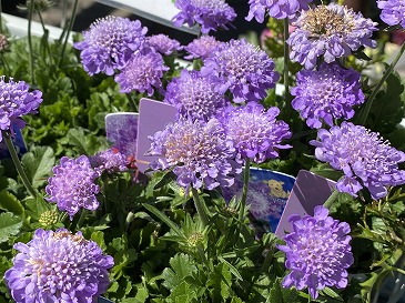 スカビオサ　４４０円