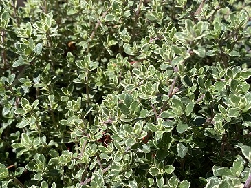 シルバータイム　４４０円