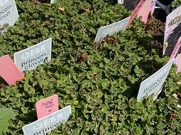 カラーリーフクローバー　３３０円　