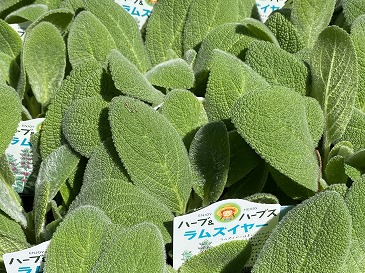 ラムズイヤー　２２０円