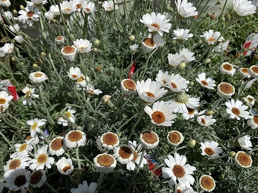 ローダンセマム　５５０円　