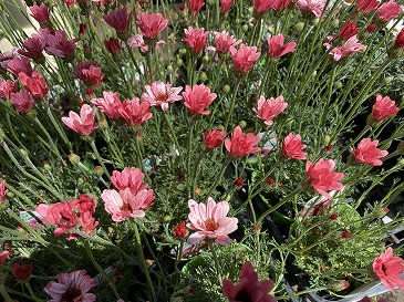 ローダンセマム　５５０円　