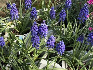 ムスカリ　２２０円