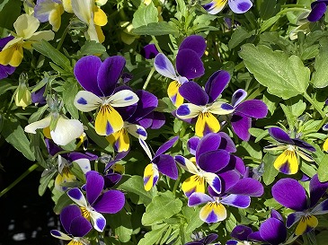 ビオラ　　２２０円　