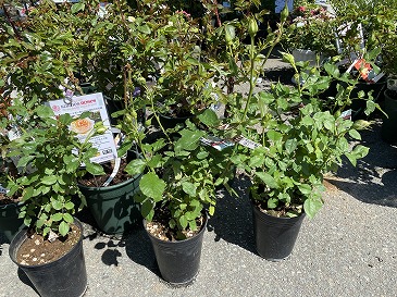 バラ苗　各種　３,３００〜６,０５０円　