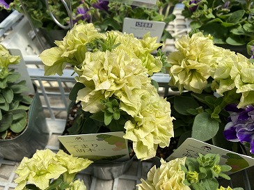 ペチュニア　ゲブラ　もえぎ　６６０円