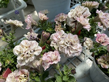 ペチュニア　モーヴパール　５５０円