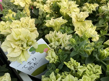 てまり 萌木 660円
