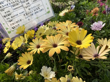 オステオスペルマム 330円