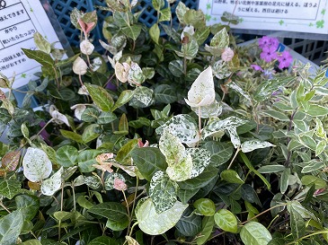 ハツユキカヅラ 440円