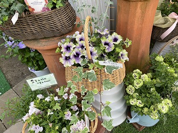 寄せ植え各種 2,500〜5,500円
