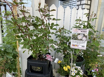ロサオリエンティス 5,500円