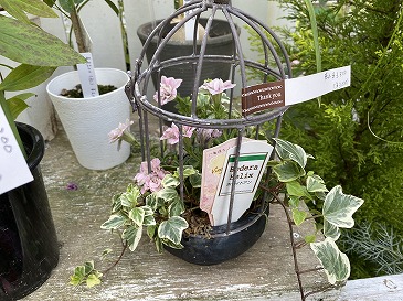 寄せ植え 3,300円