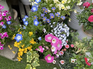 寄せ植え各種