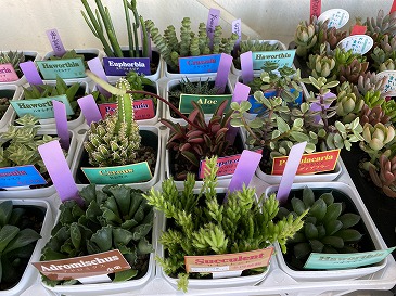 多肉植物 440円