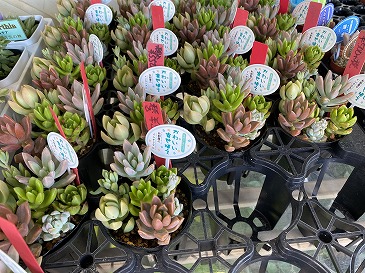 多肉植物 550円