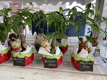 パキラと動物の寄せ植え 3,300円