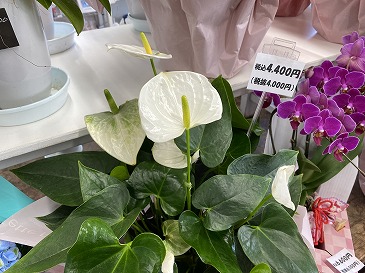 アンセリウム 4,400円