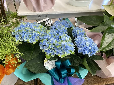 あじさい 5,500円