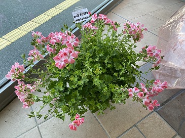 ペラルゴニウム 5,500円