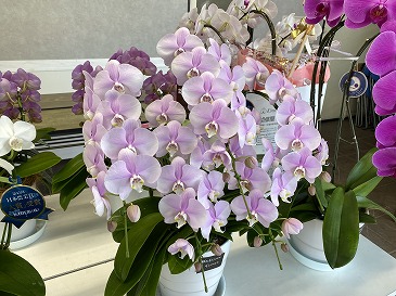 胡蝶蘭 22,000円