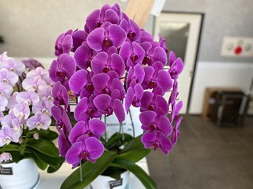 胡蝶蘭 22,000円