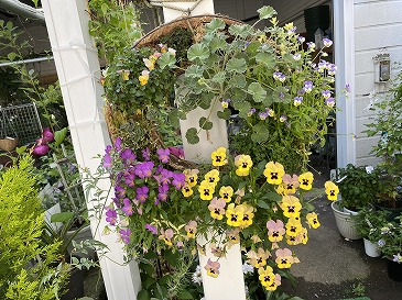 寄せ植えハンギング
