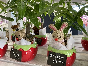 寄せ植え パキラ