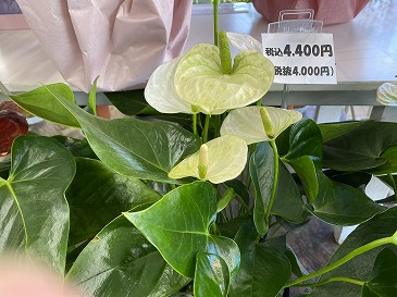 アンセリウム