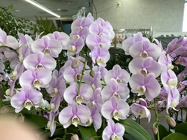 胡蝶蘭