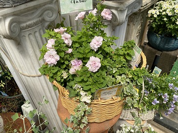 寄せ植え