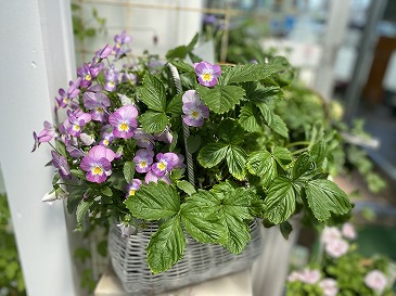 寄せ植え