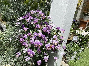 寄せ植え