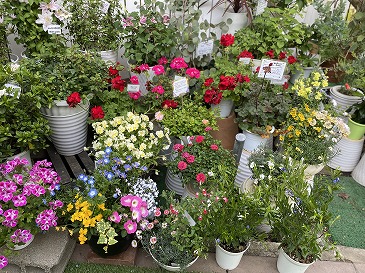 寄せ植え